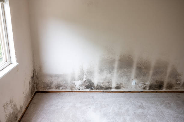 Best Environmental Consulting for Mold Prevention  in USA